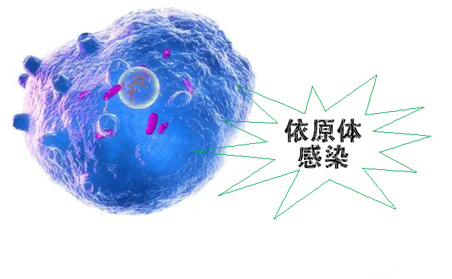 怎么不知不覺就感染了沙眼依原體呢？